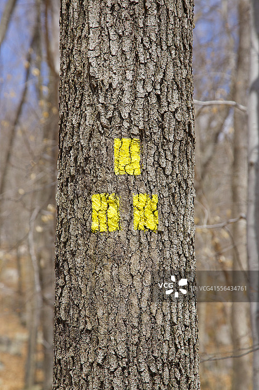 树上的黄色路标图片素材