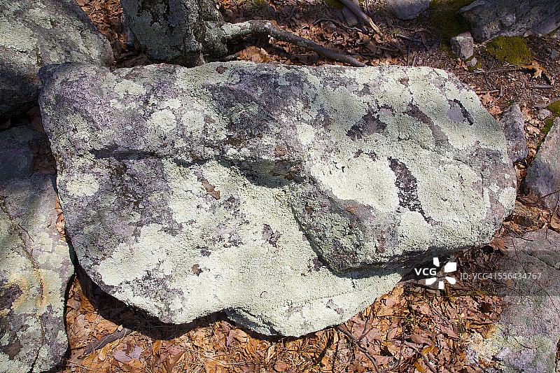 新泽西州巨石上的地衣图片素材