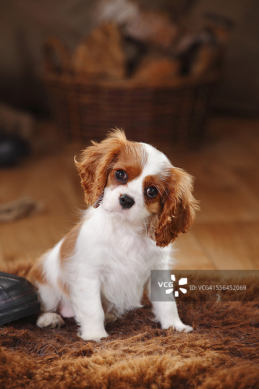 坐在羊皮上的查理士王小猎犬幼犬图片素材