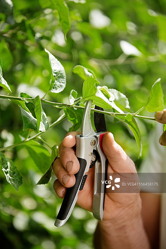 男人用园艺剪修剪树枝图片素材