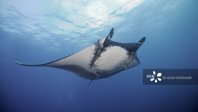 巨型蝠鲼之下图片素材