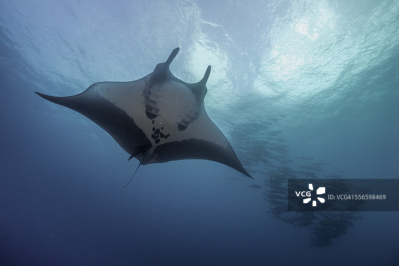 蝠鲼和鲹鱼图片素材