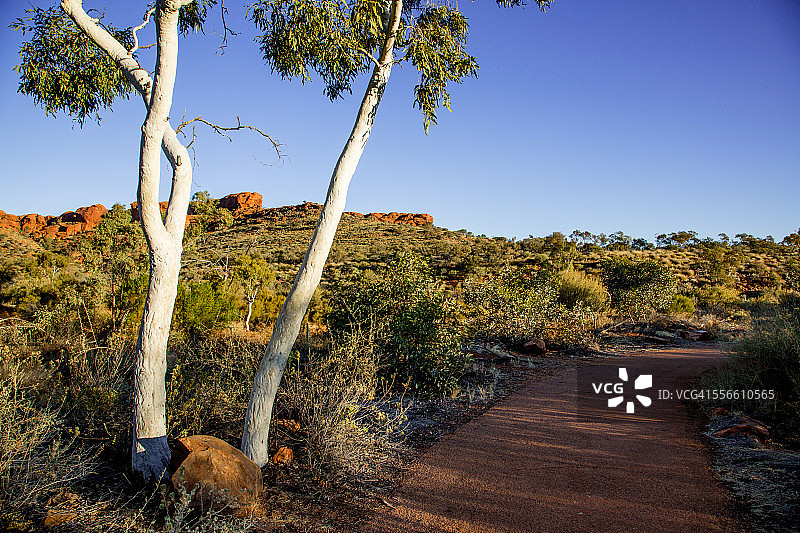 澳大利亚国王峡谷的幽灵桉树图片素材