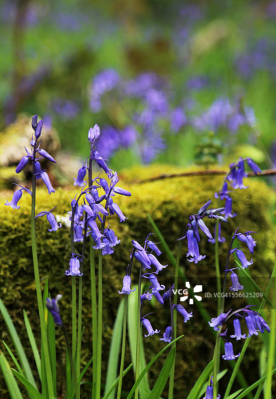 春季英国风铃草图片素材