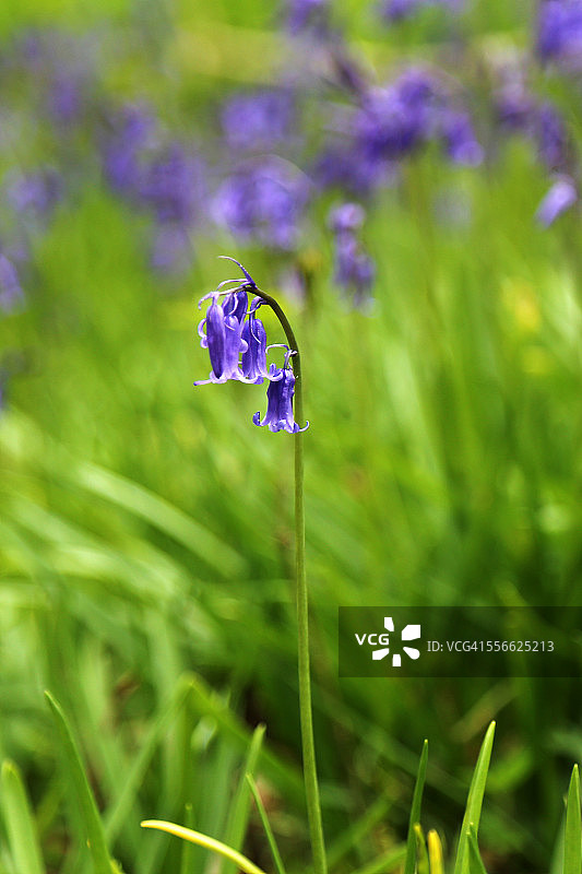 春季英国风铃草图片素材