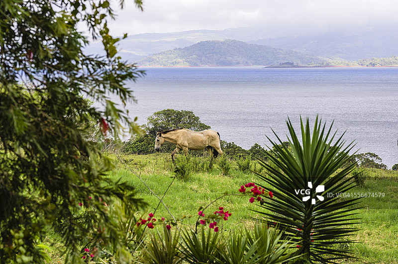 哥斯达黎加阿雷纳尔湖草甸上的野马图片素材