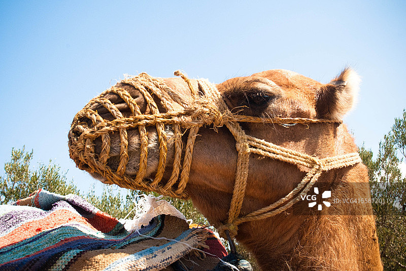 戴着口套的骆驼图片素材