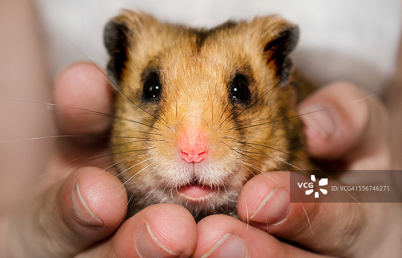 女孩双手捧着一只仓鼠图片素材