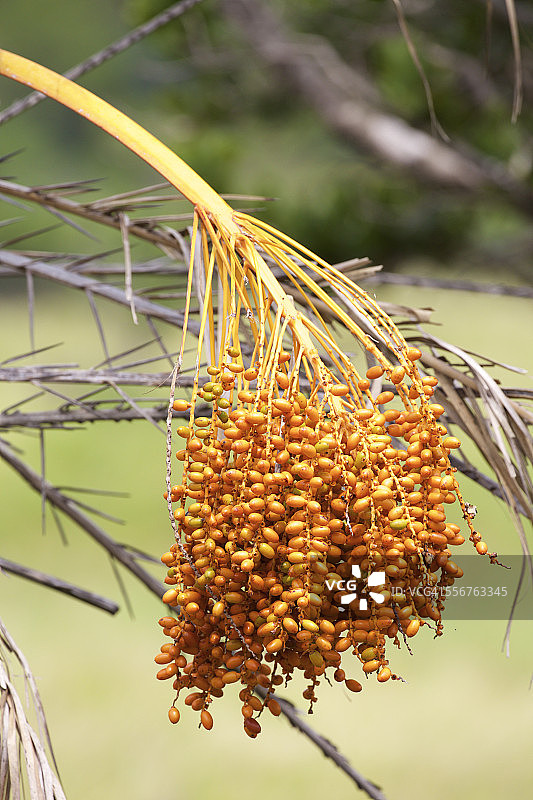 野生海枣（Phoenix reclinata）果实图片素材