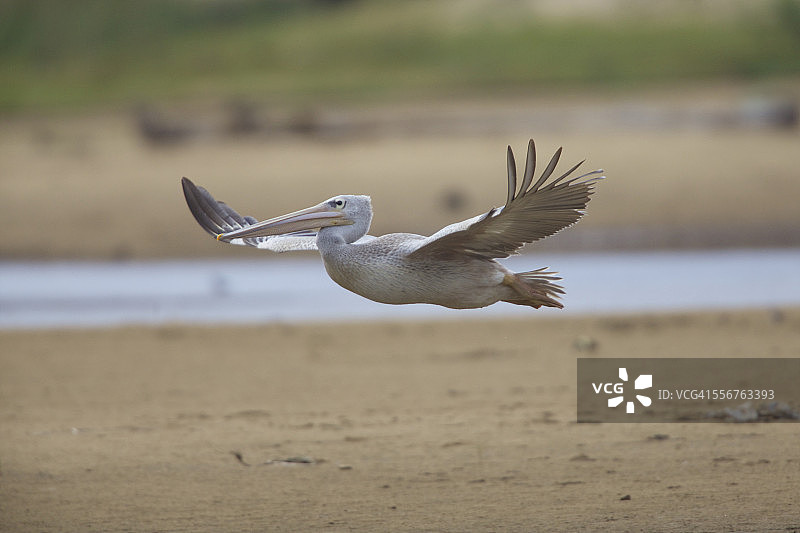 飞翔的粉红背鹈鹕图片素材