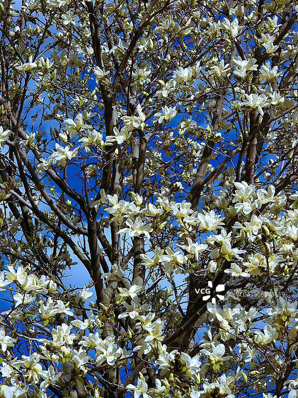 壮丽的玉兰花图片素材