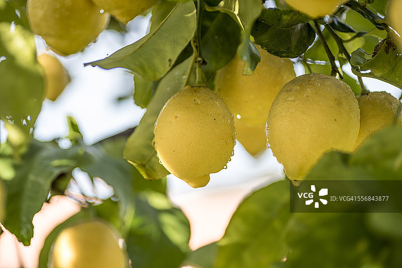 柠檬树图片素材