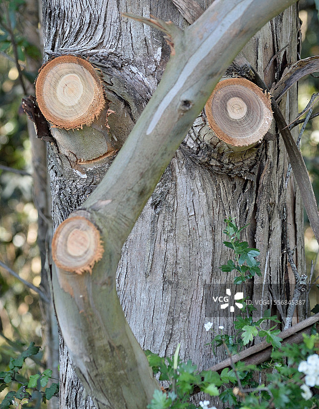 尤加利树在注视着你图片素材