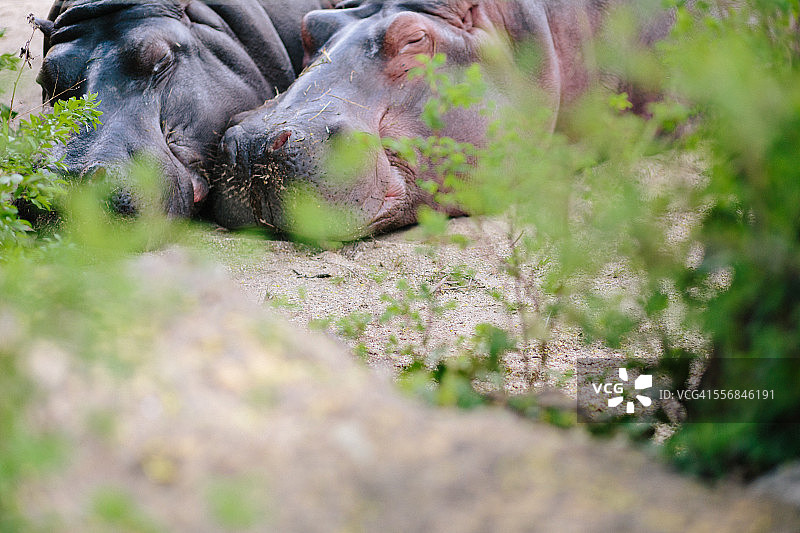 两只河马在睡觉图片素材