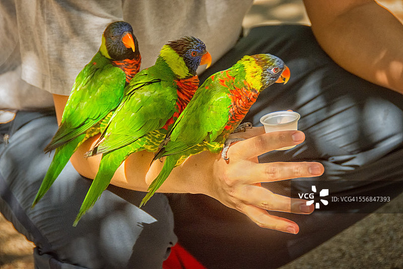 喂食三只鹦鹉图片素材