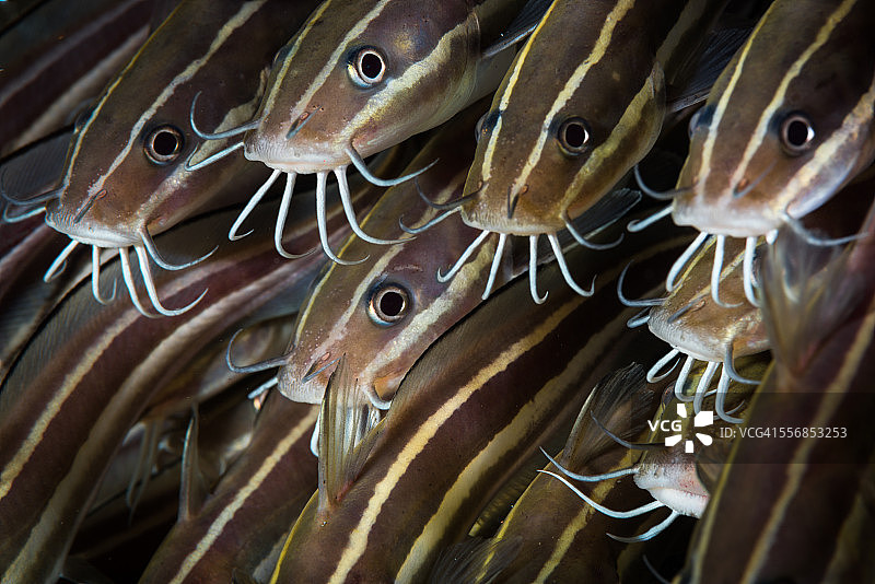 条纹鳗鲶图片素材