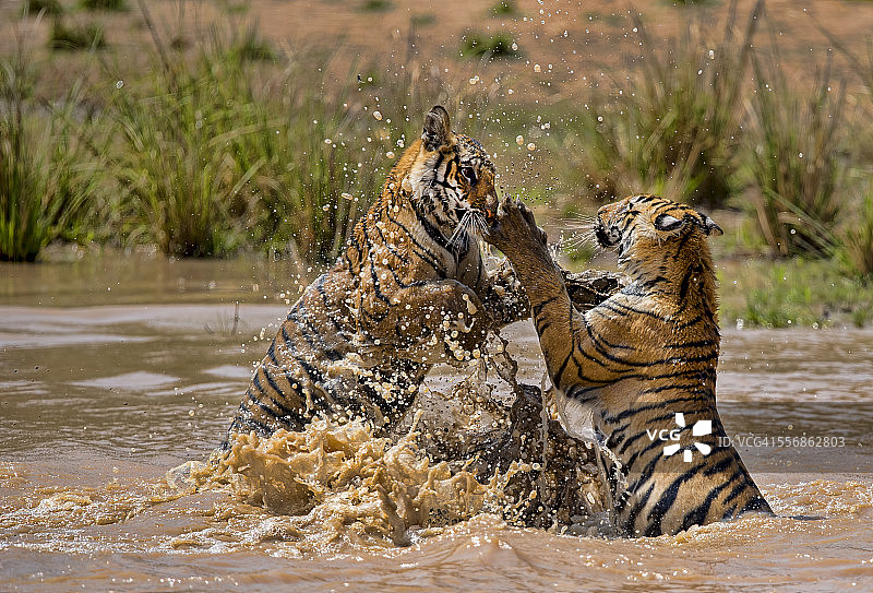 玩耍中的小老虎图片素材