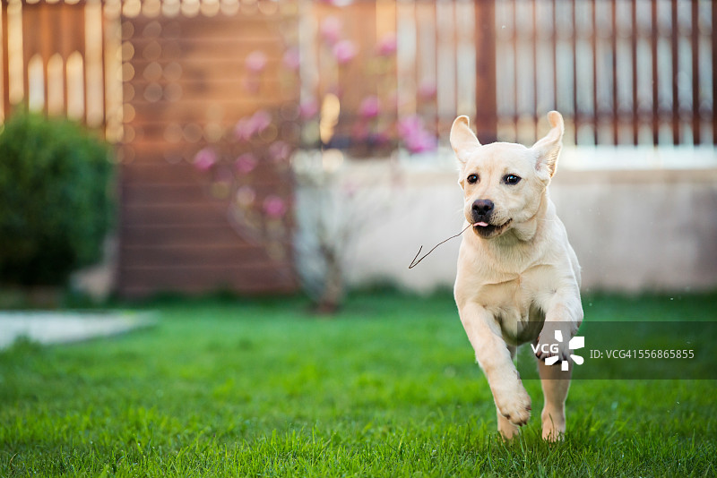 清晨奔跑的狗图片素材