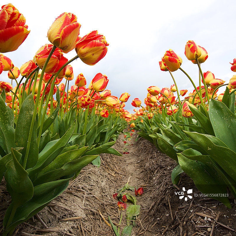 红色渐变黄色郁金香图片素材