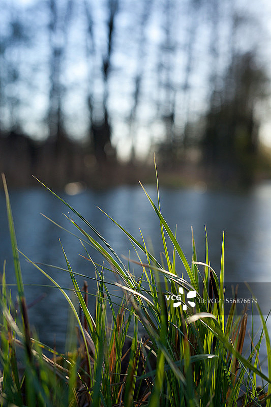 河畔的傍晚图片素材