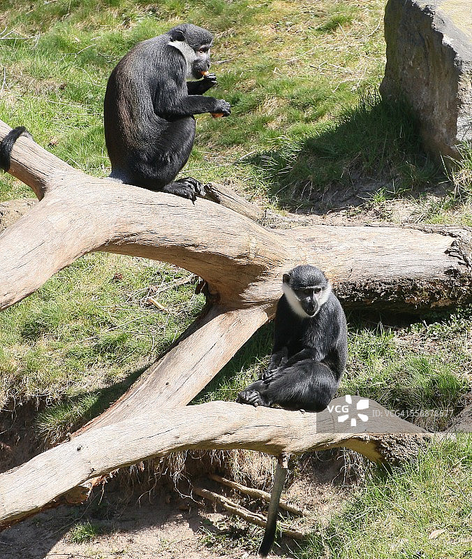 洛氏猴图片素材