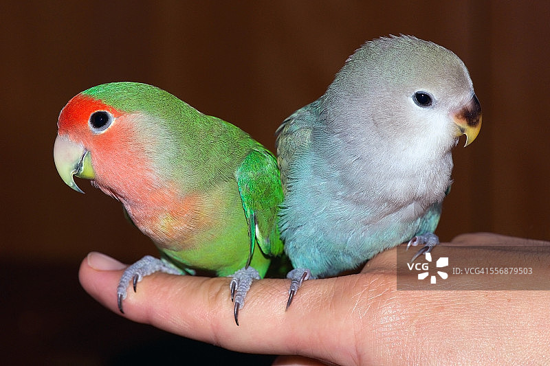 蓝桃脸情侣鹦鹉图片素材