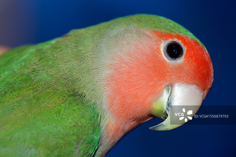 桃脸情侣鹦鹉幼鸟图片素材