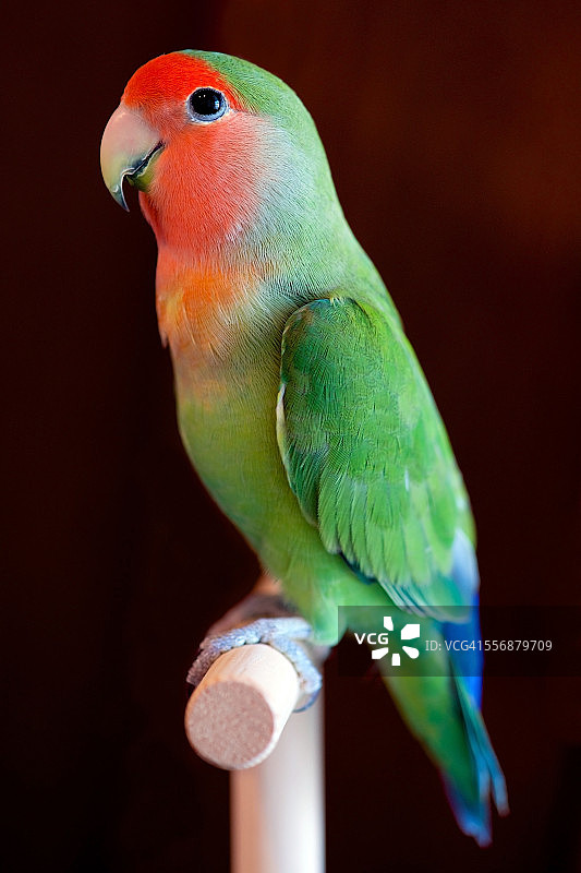 桃脸情侣鹦鹉幼鸟图片素材