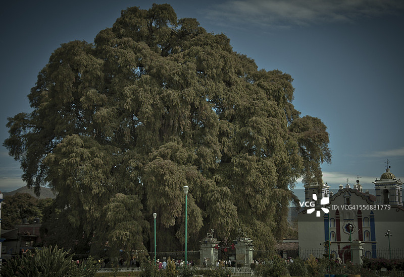 图莱树，世界上最粗的树图片素材