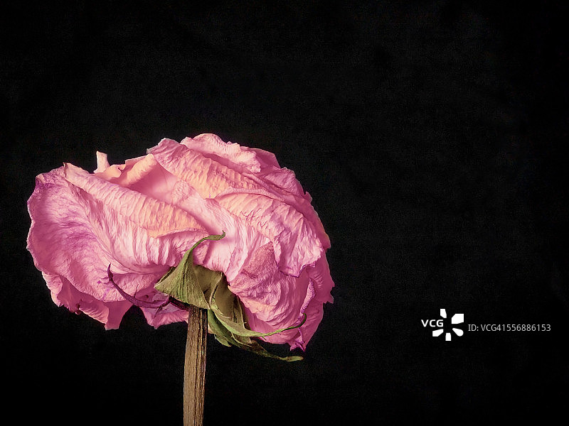 粉色玫瑰静物图片素材