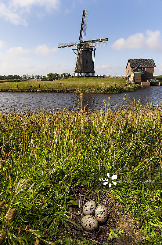 蛎鹬巢图片素材