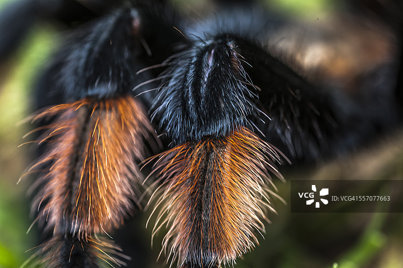 墨西哥红膝蜘蛛图片素材