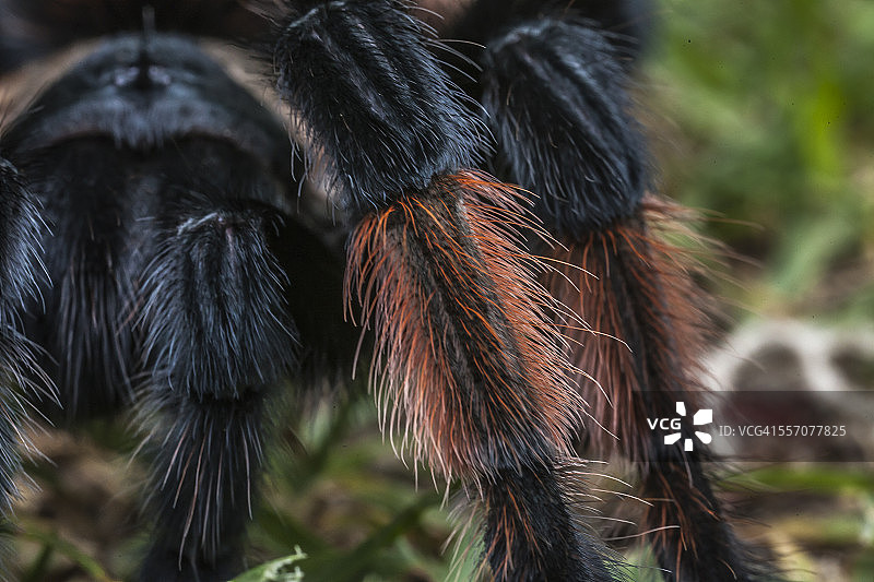 墨西哥红膝蜘蛛图片素材
