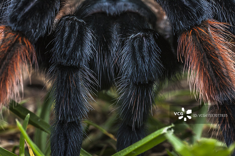 墨西哥红膝蜘蛛图片素材