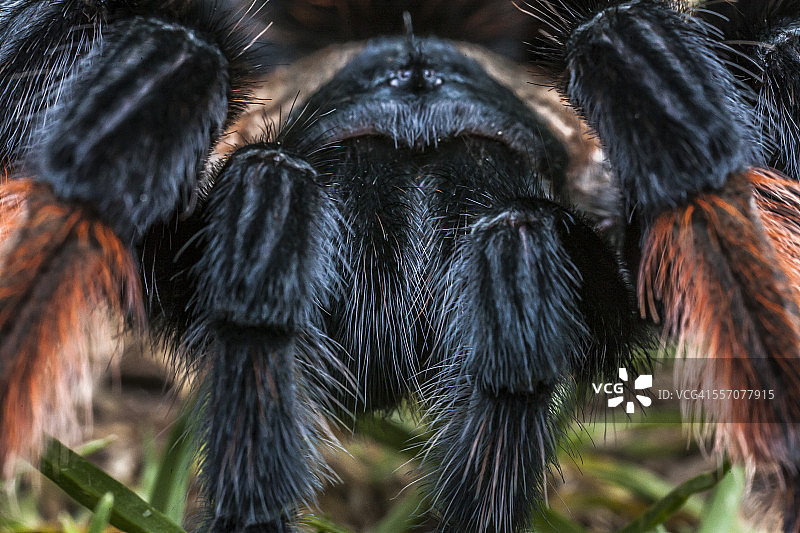 墨西哥红膝蜘蛛图片素材
