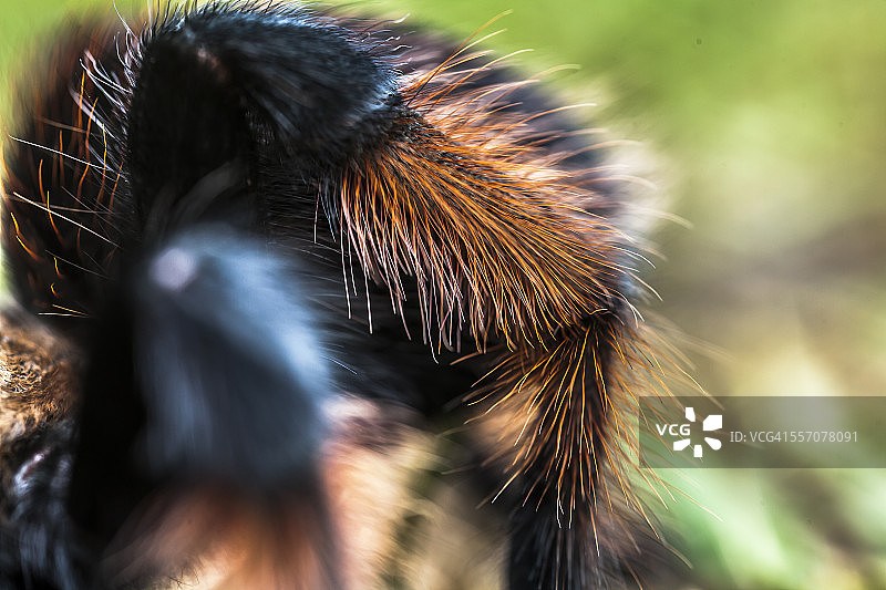 墨西哥红膝蜘蛛图片素材