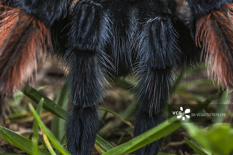 墨西哥红膝蜘蛛图片素材