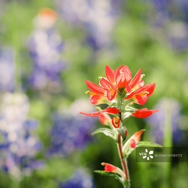 德克萨斯州蓝帽花中的一株单株印第安画笔花图片素材