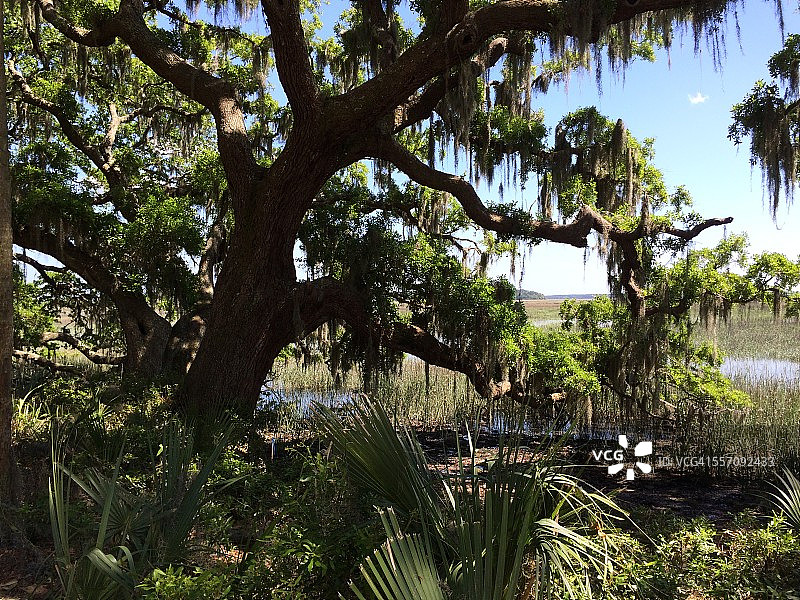 俯瞰沼泽的栎树图片素材