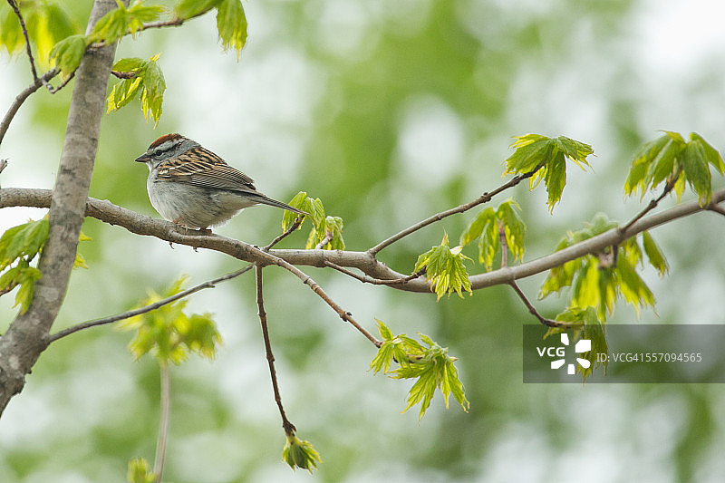 红头麻雀图片素材