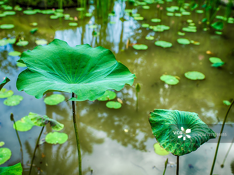 绿色花朵特写图片素材
