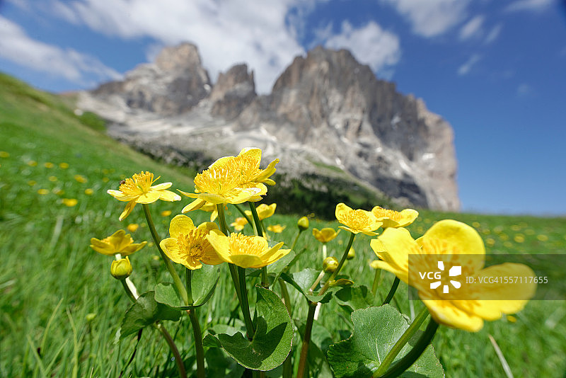 沼泽金盏花图片素材