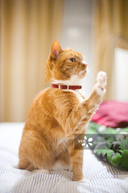 姜黄色猫挥手示意图片素材