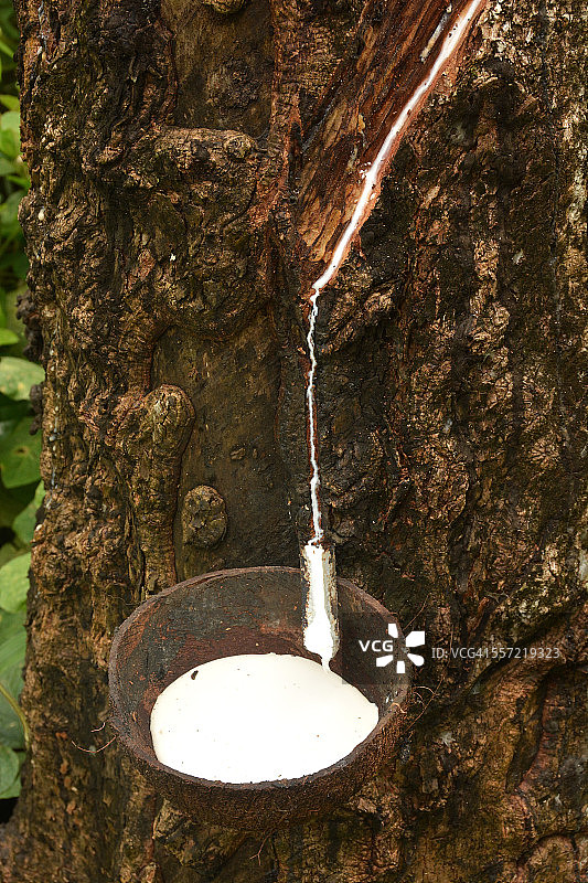 橡胶采摘图片素材