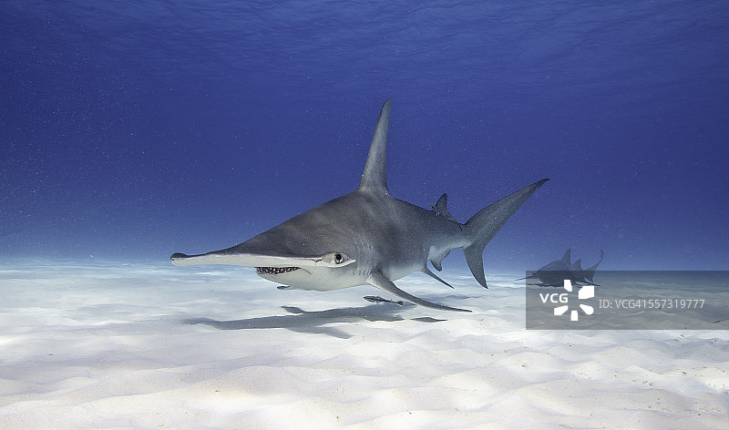 快乐的锤子图片素材