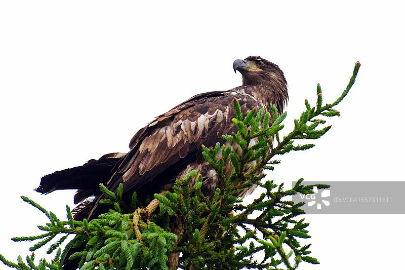 阿拉斯加的野生幼鹰图片素材