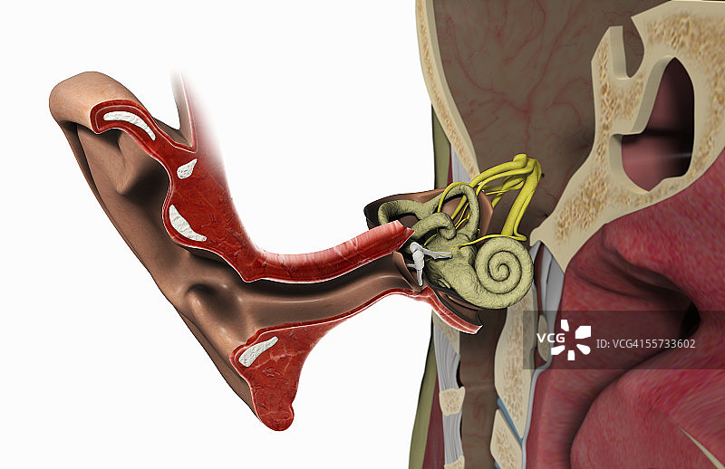 耳朵内部结构横截面图片素材