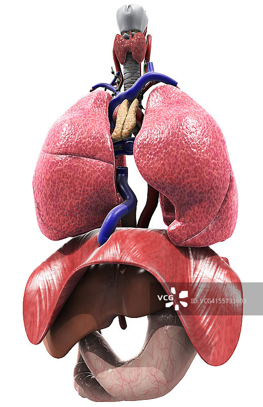 肺和上半身器官的前视图图片素材