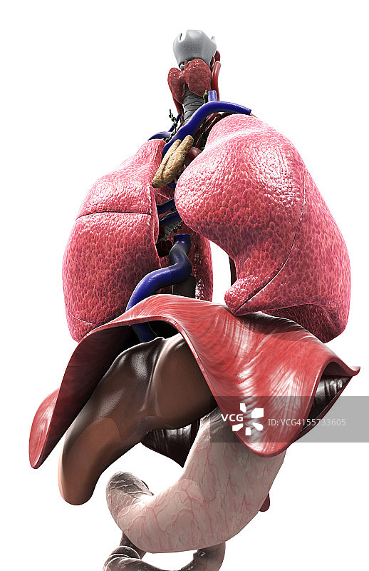 呼吸系统和消化系统的主要器官图片素材