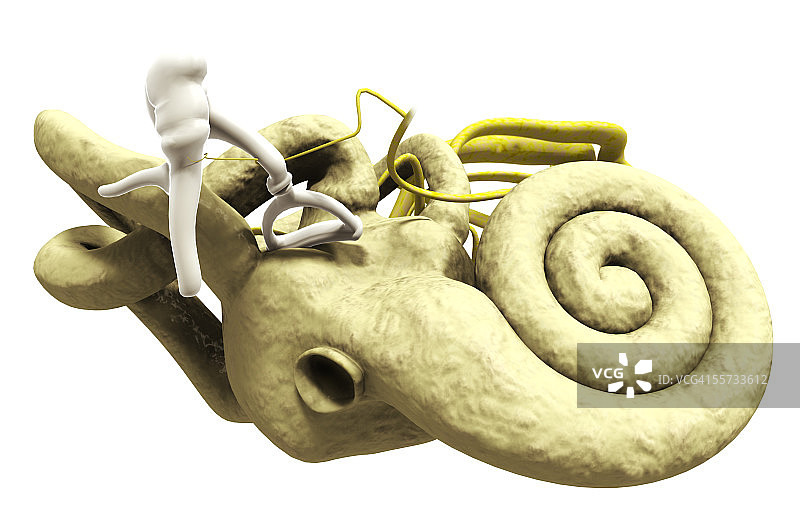 特写：包含听小骨、锤骨、砧骨和镫骨的中耳图片素材